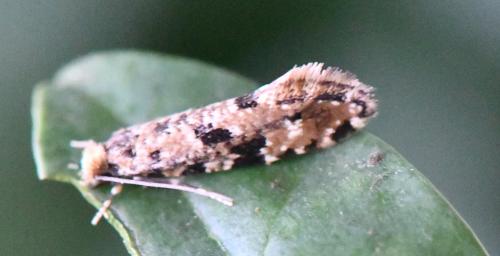 Réf. 304 432 : Nemapogon sp.